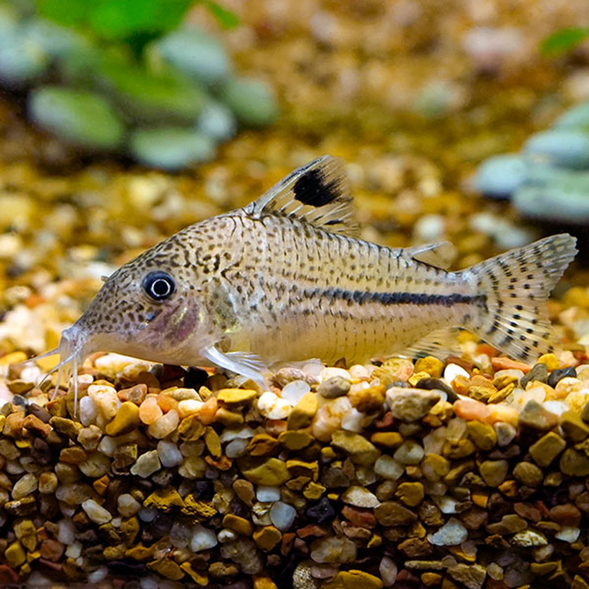 Black Sail Cory