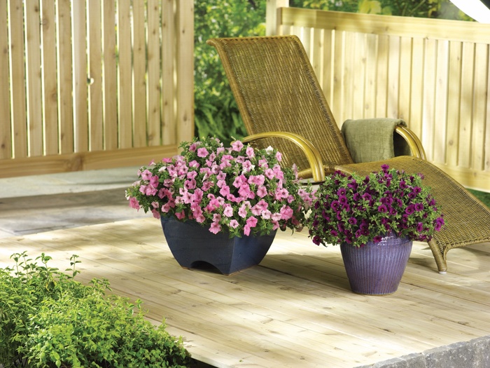 Million Bells Superbells Pink PW Quart