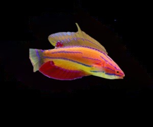 Carpenters Flasher Wrasse