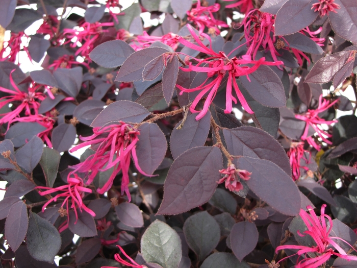 Loropetalum Crimson Fire 7 Gal