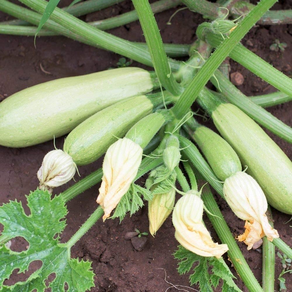 Bianca Di Trieste - 2x Plug Plants - Italian Courgette
