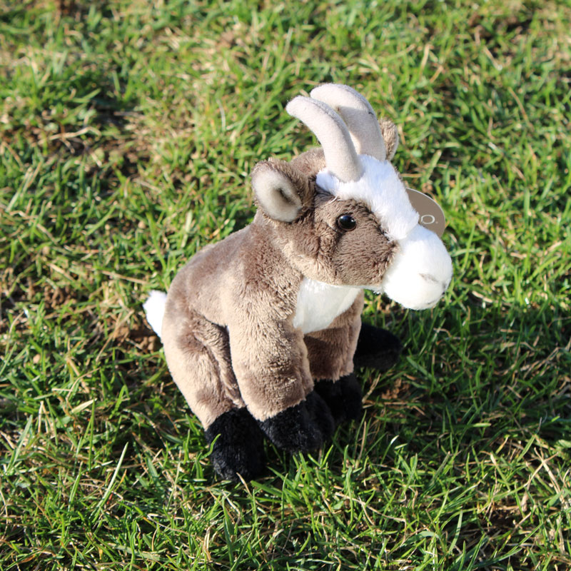 Stormy the Sitting Goat