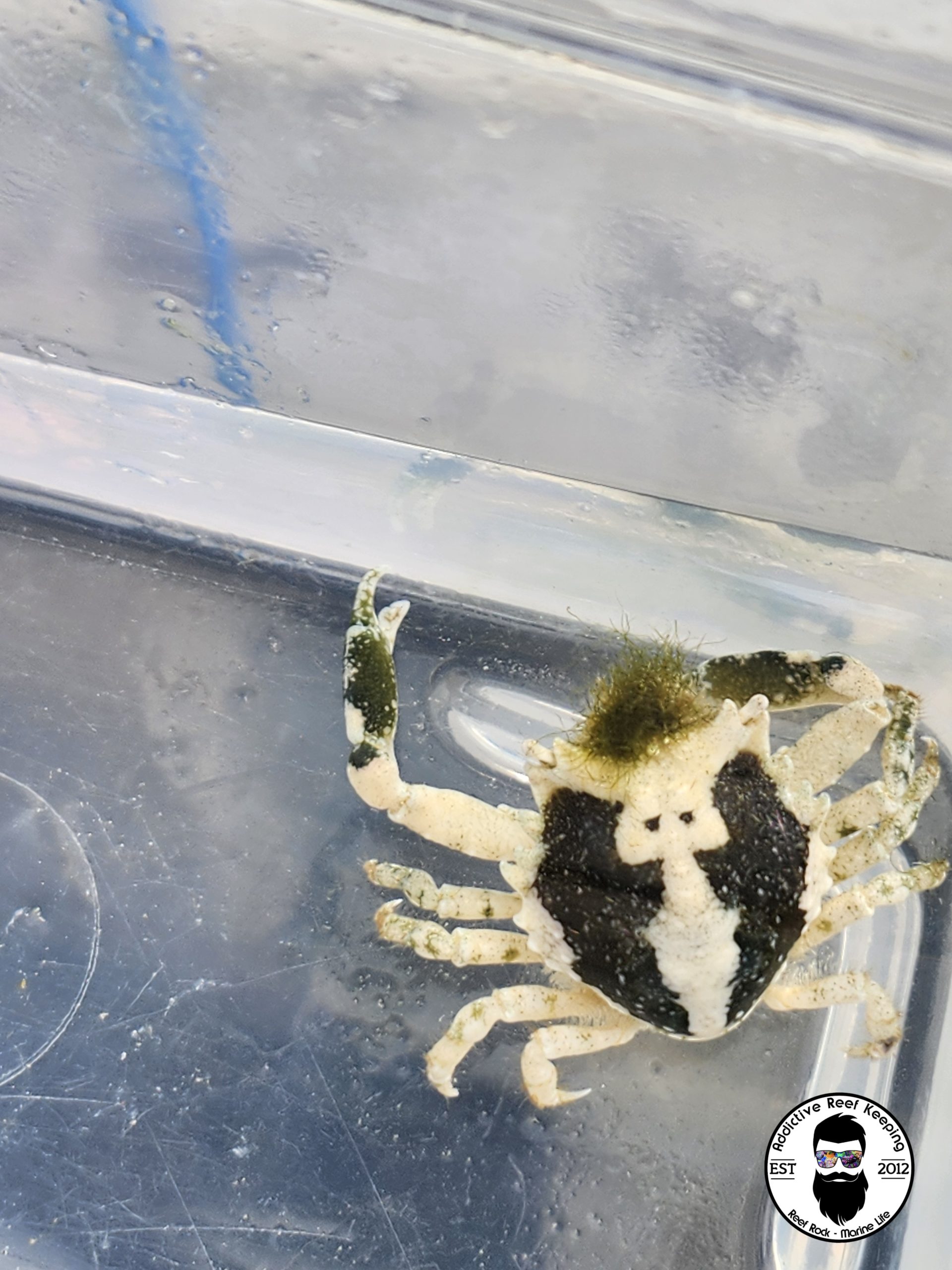 WYSIWYG Pitho Crab Green Hair Algae Eater REEF SAFE