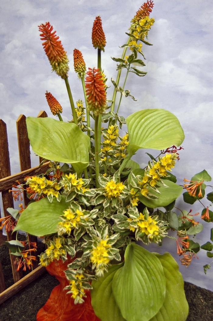 Red Hot Poker Echo Yelllow  2 gal