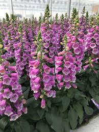 Dalmatian Purple Foxglove (Digitalis), 4.5"
