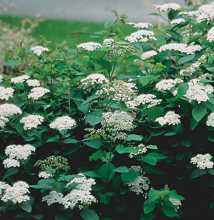 Spirea Vanhouttei 5 Gal