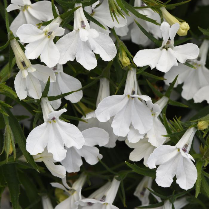 Lobelia Heatopia Dark Blue Quart