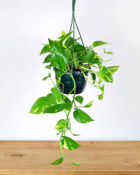Pothos 'Golden', HB