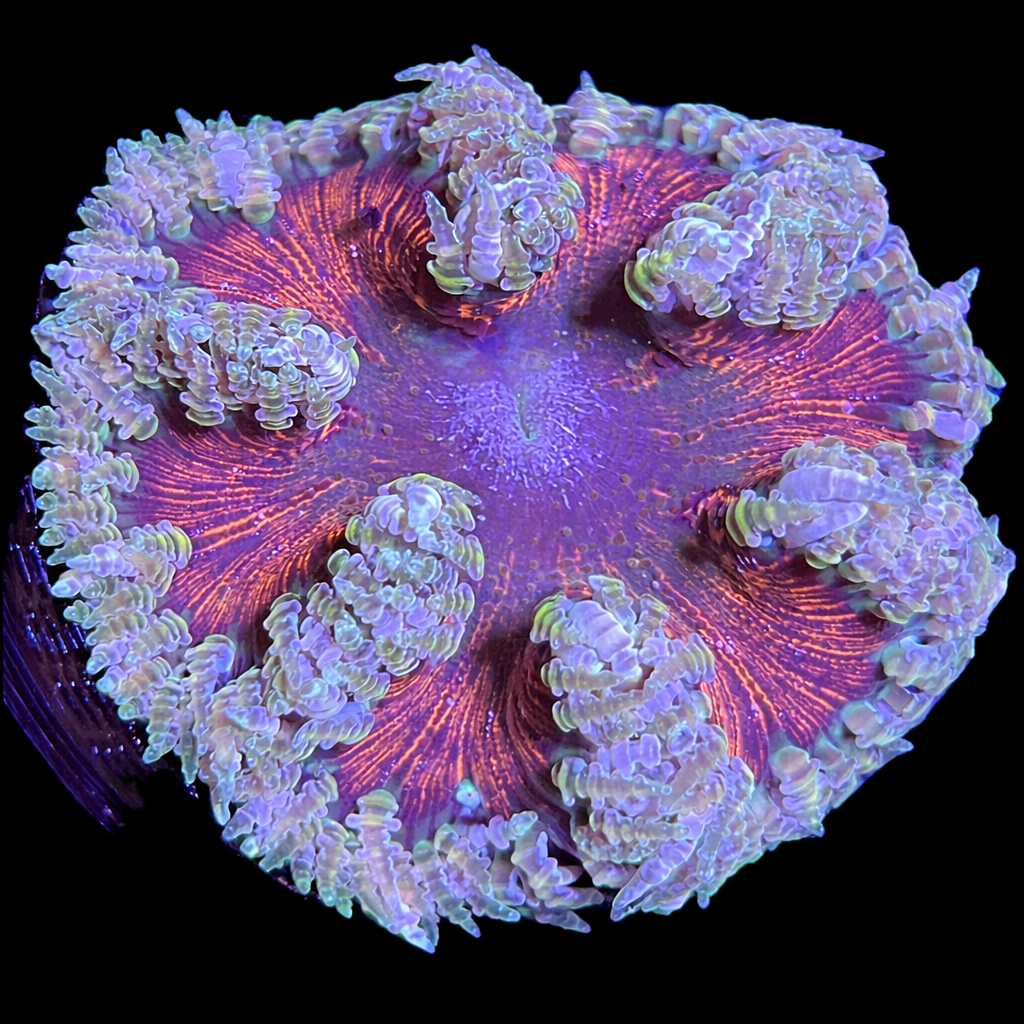 Ultra Rock Anemone #1 (WYSIWYG)