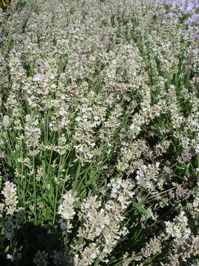 Penta Graffiti Lavender Pink Quart