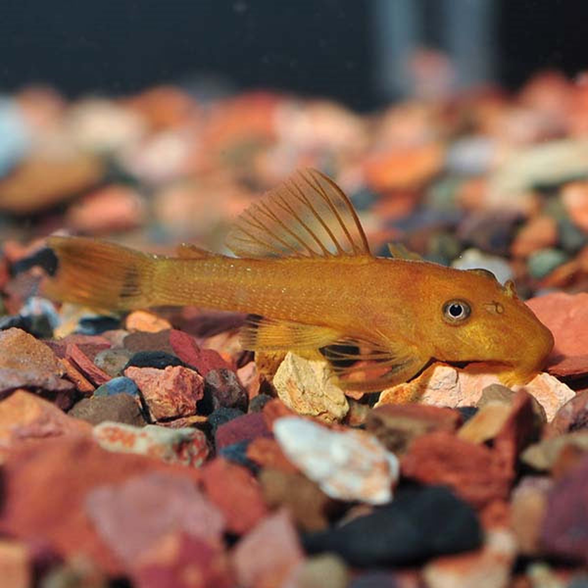 Chocolate Bristlenose Pleco - Large