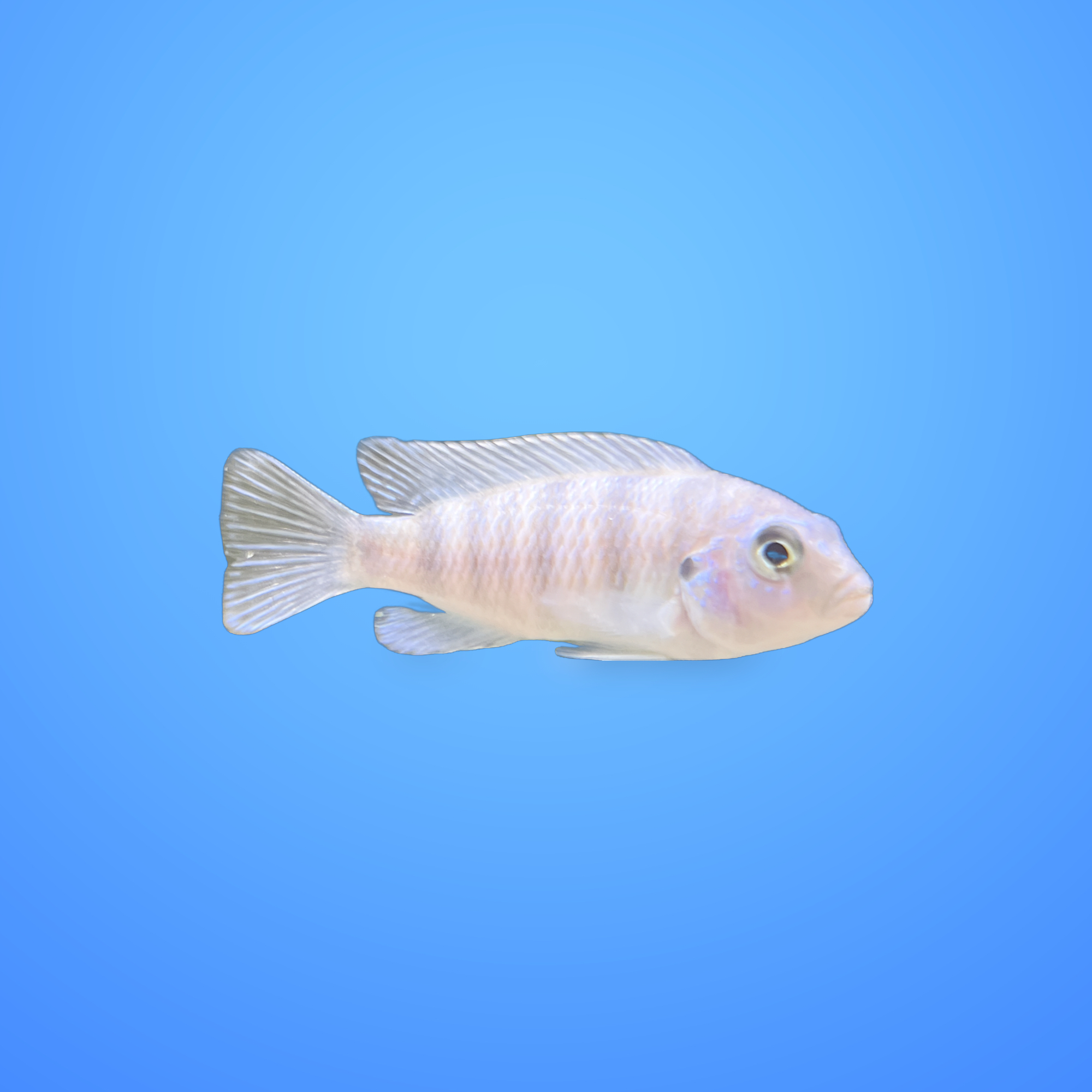 Kenyii African Cichlid