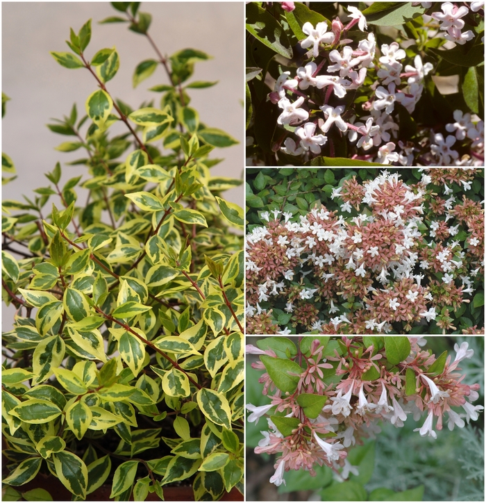 Abelia Glossy 3 Gal