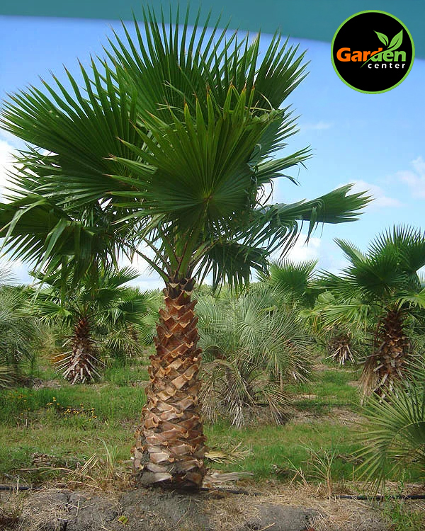 Filibusta Palm at Garden Center of Las Cruces
