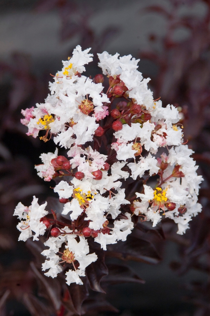 Crape Myrtle Plum Magic 7 Gal