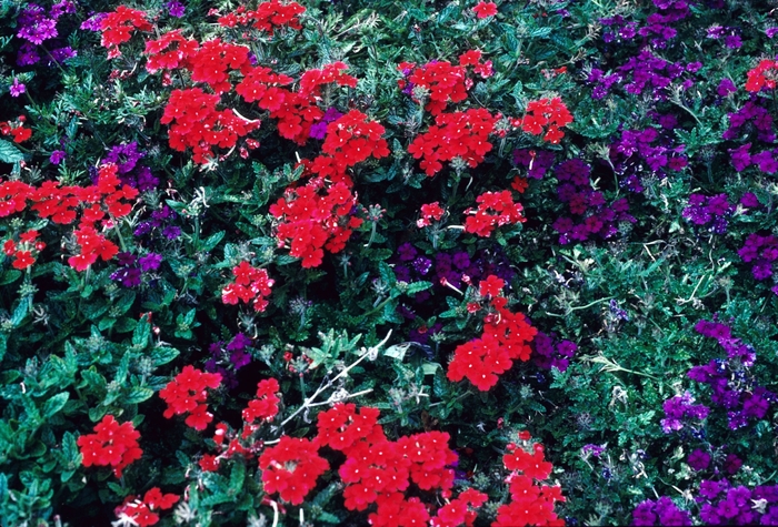 Verbena Burgundy Wink Quart