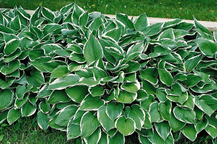 Hosta Frances Williams 3 Gal