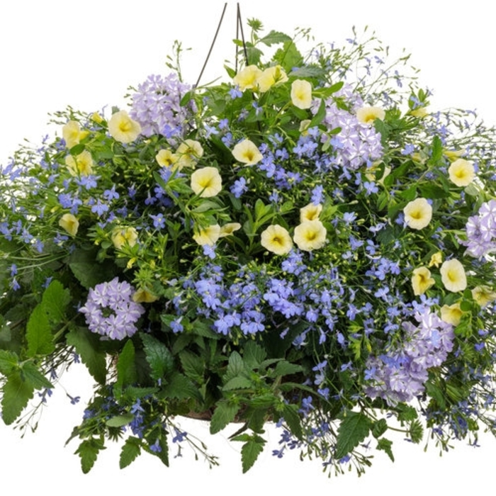 Jasmine Night Blooming Bush 10"