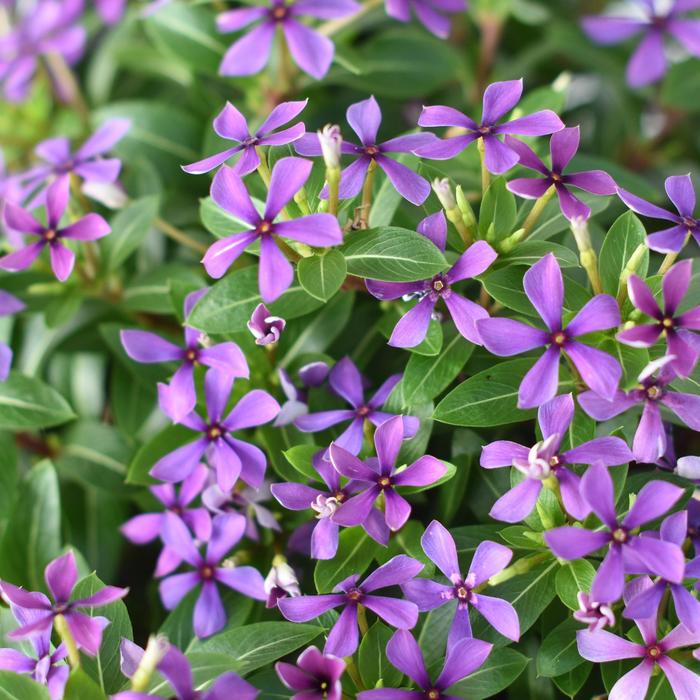 Vinca Soiree Kawaii Coral Quart