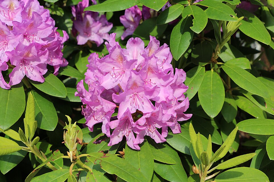 Rhododendron catawbiense 'Boursault'