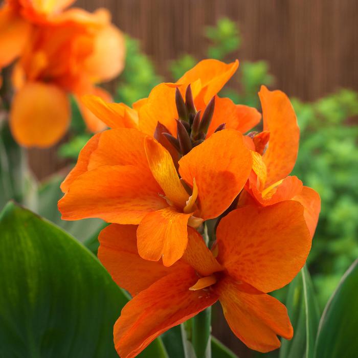 Canna South Pacific Scarlet 2 Gal