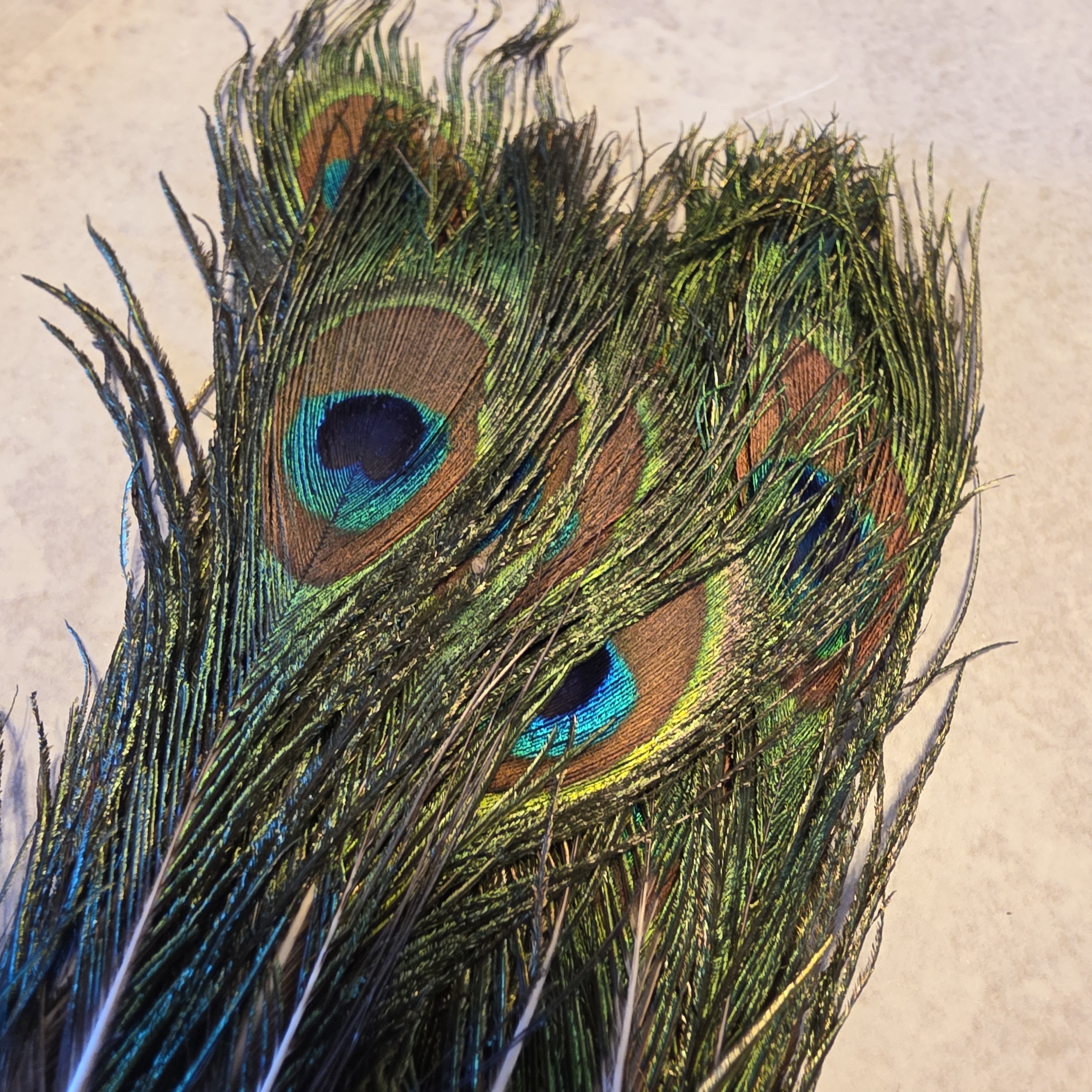 Fthr Eye GRN/BLUE Small