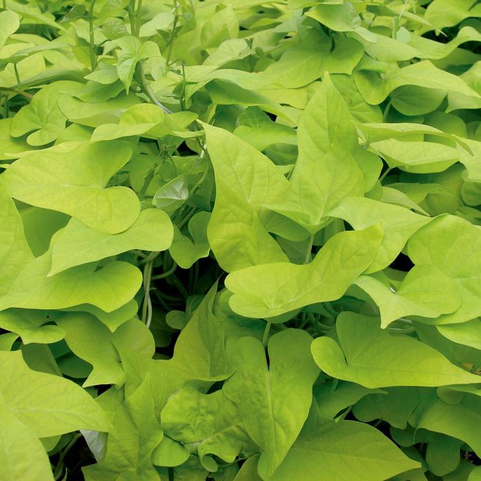 Sweet Potato Vine Marguerite Quart