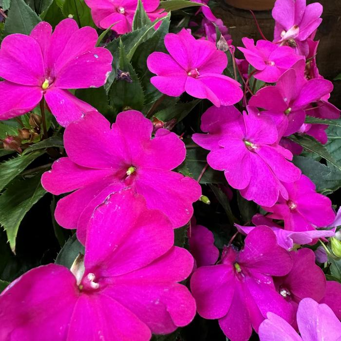 Sunpatiens Compact Hawaiian Sunset Mix 3 Gal