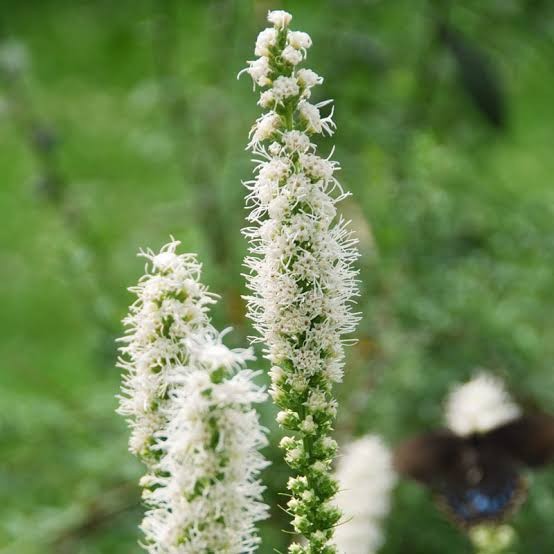 Floristan White Gayfeather (Liatris), 1 gallon
