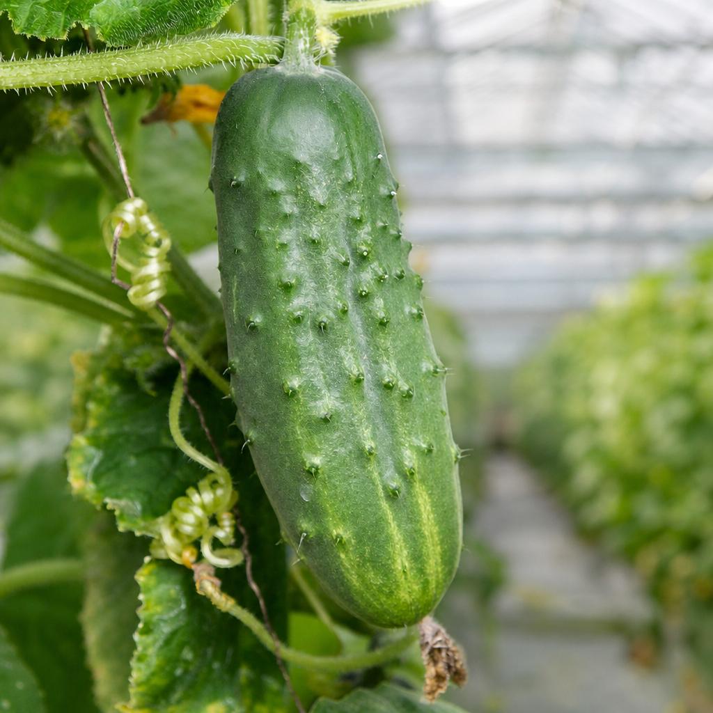 Piccolo Di Pargi Cucumber - 2x Mini Plug Plants - Early, Prolific Pickling