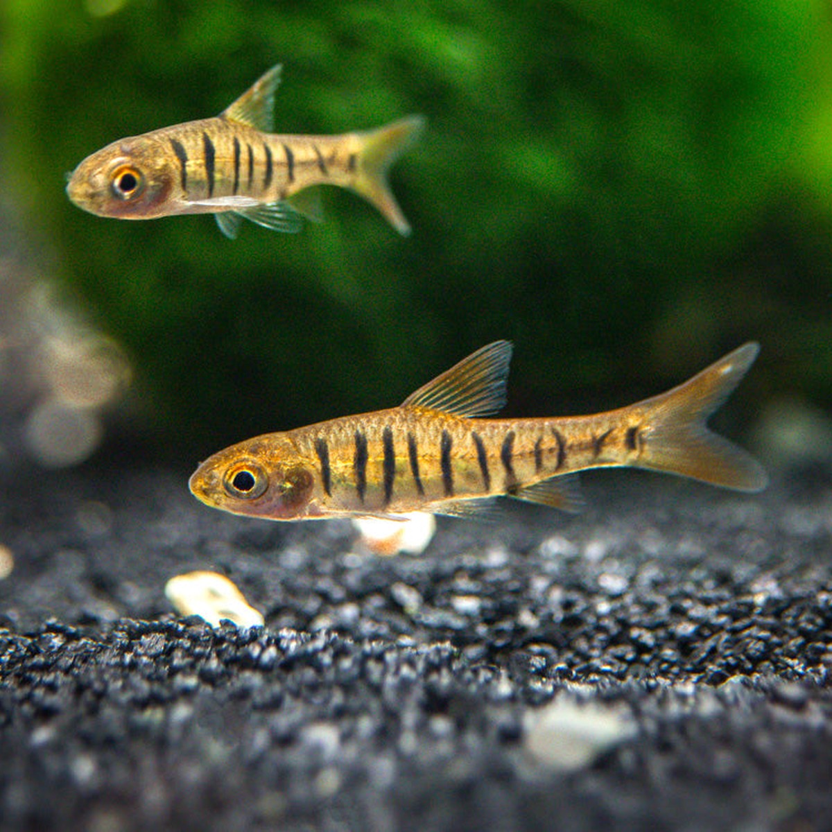 African Fasciplatus Barb