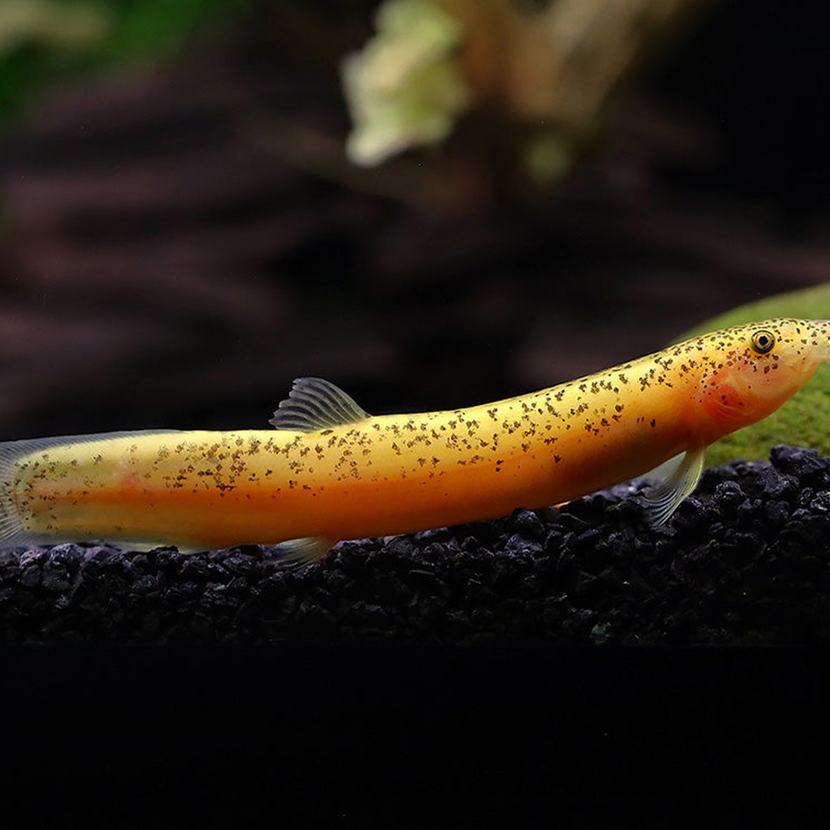 Gold Dojo Loach