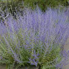Little Spire Russian Sage (Perovskia)