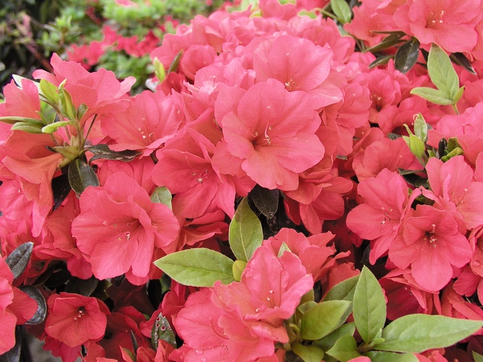 Azalea Hino Crimson 7 Gal