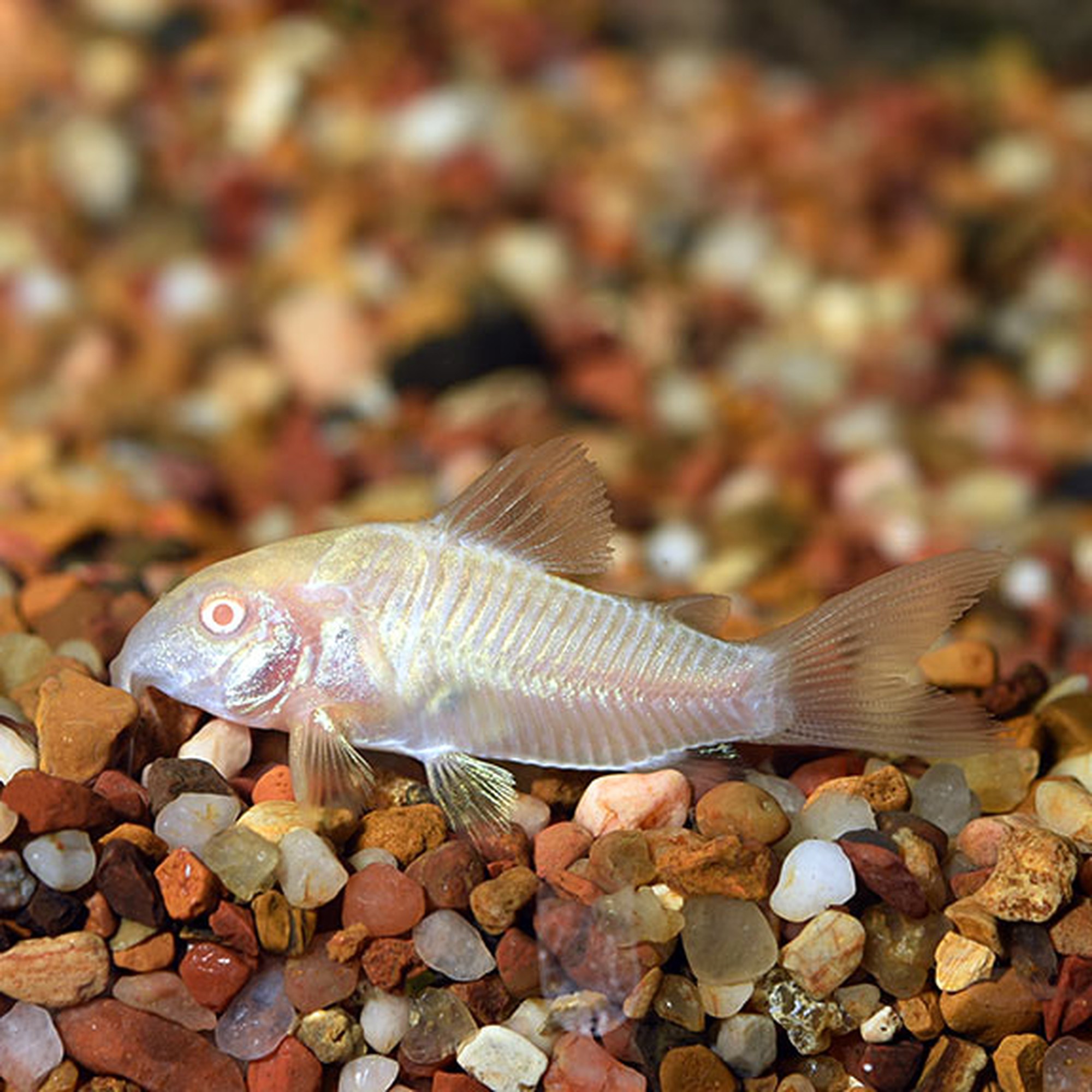 Albino Cory (photo 2 of 2)