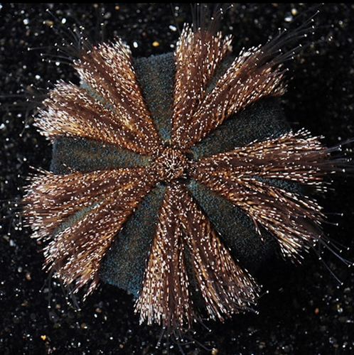 Black Tuxedo Urchin