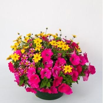 Pop Life Combo 12" Planter
