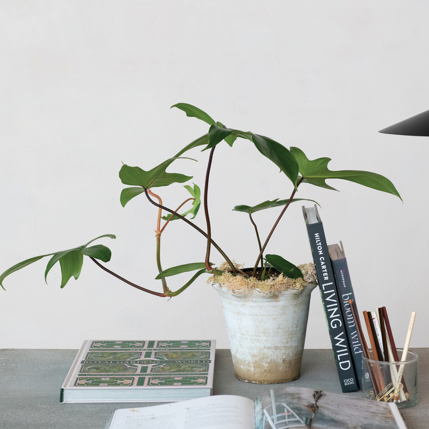 Terra cotta planter with ruffled edge - Nest & Nook Sonora Boutique