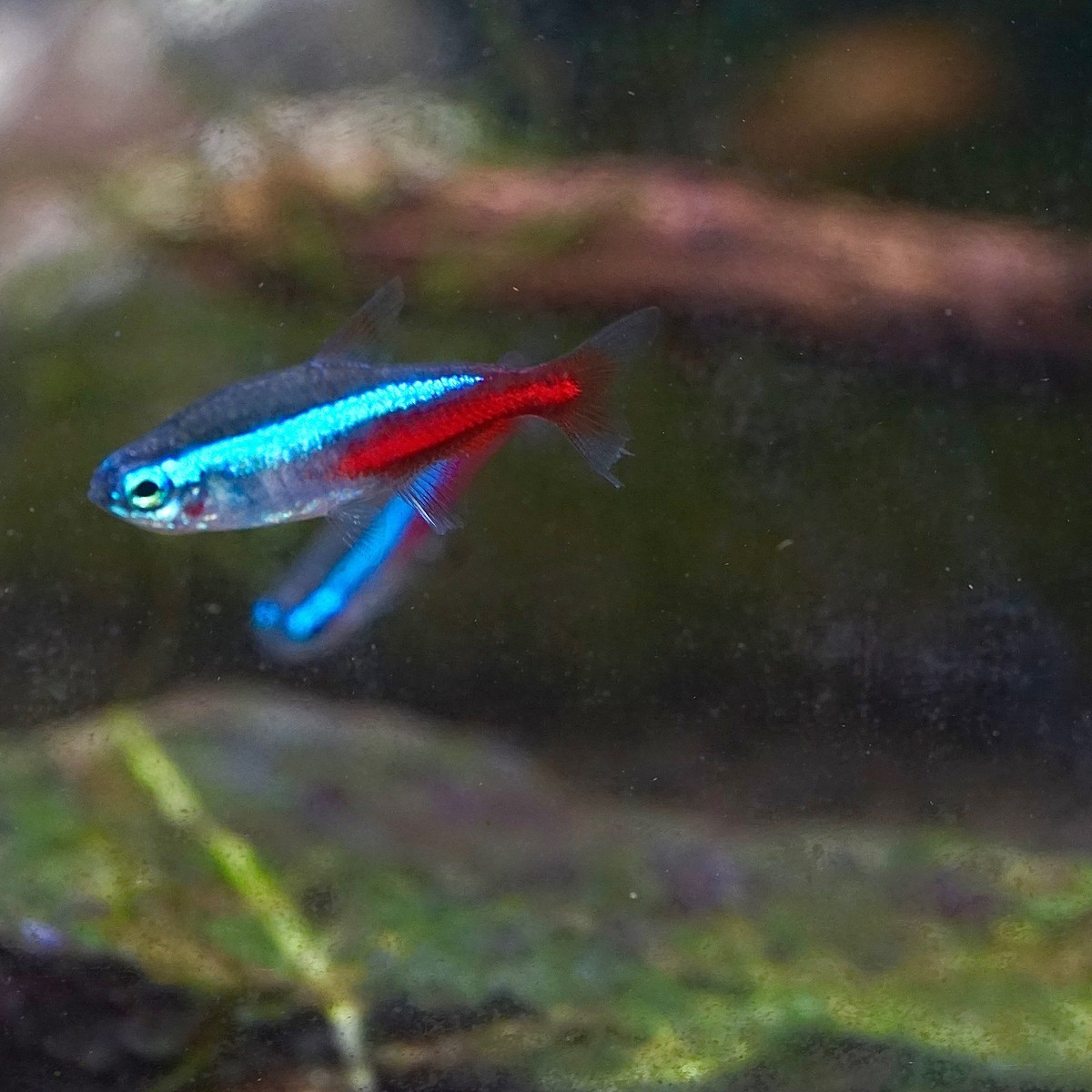Neon Tetra