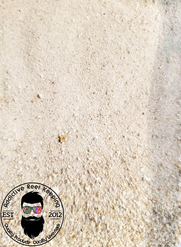 1 CUP LIVE Sand Aragonite Fine- SEED YOUR SALTWATER TANK!!