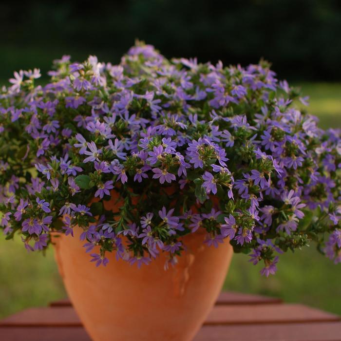Scaevola Surdiva Blue Violet 1 Gal