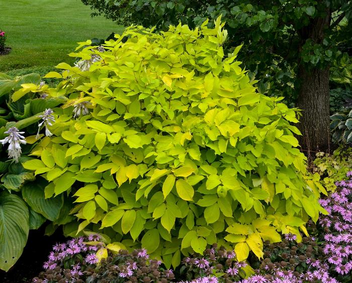 Japanese Aralia Spider Web 3 Gal