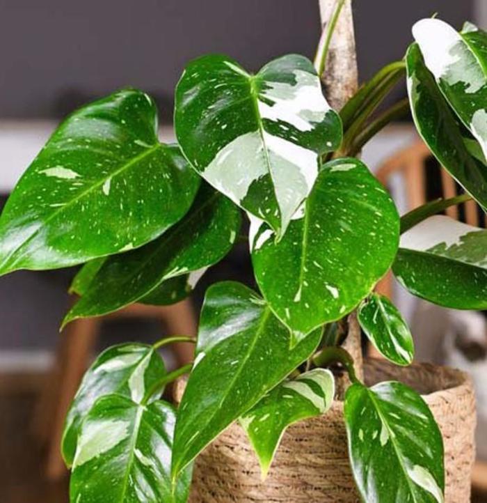 Philodendron Painted Lady 4"