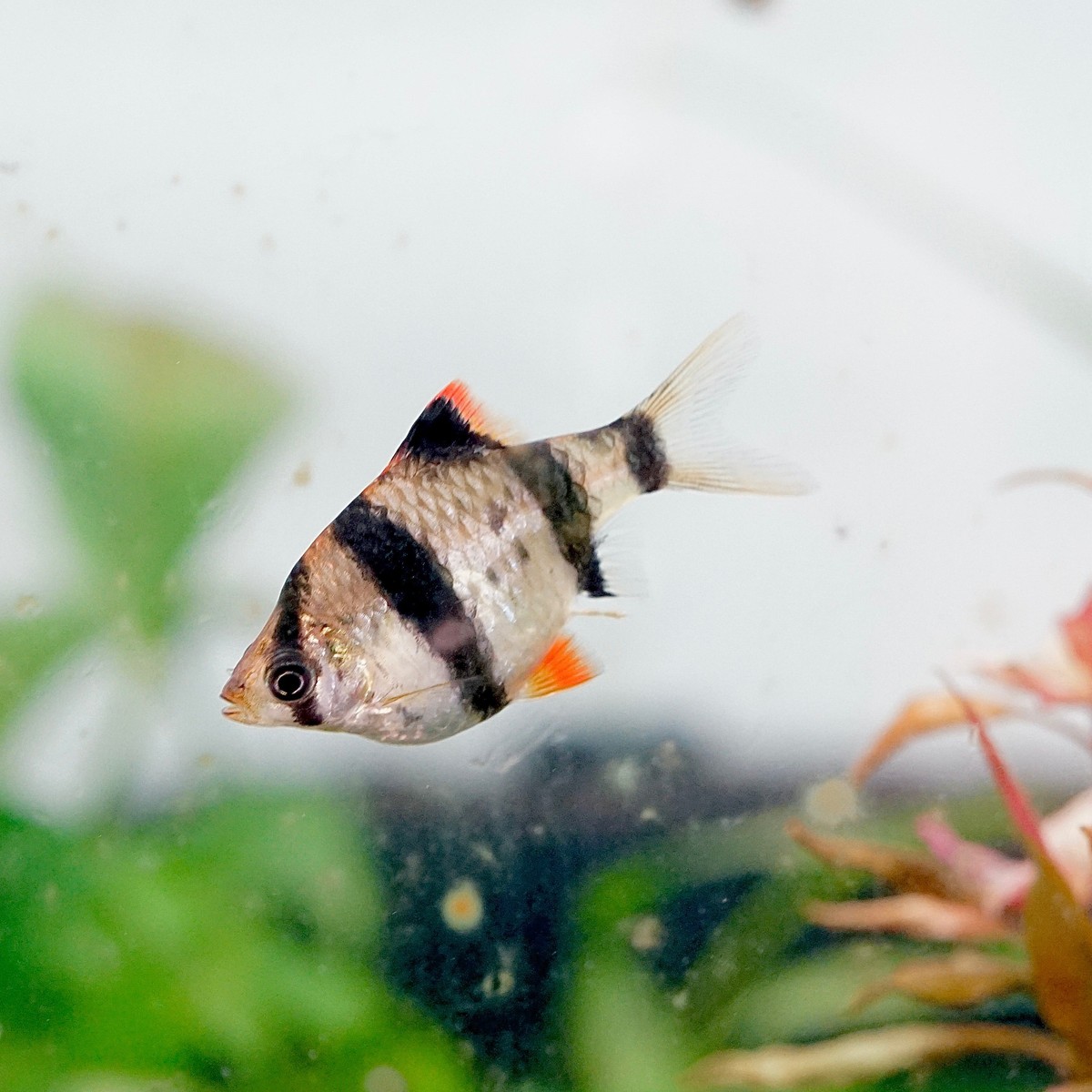 Tiger Barb