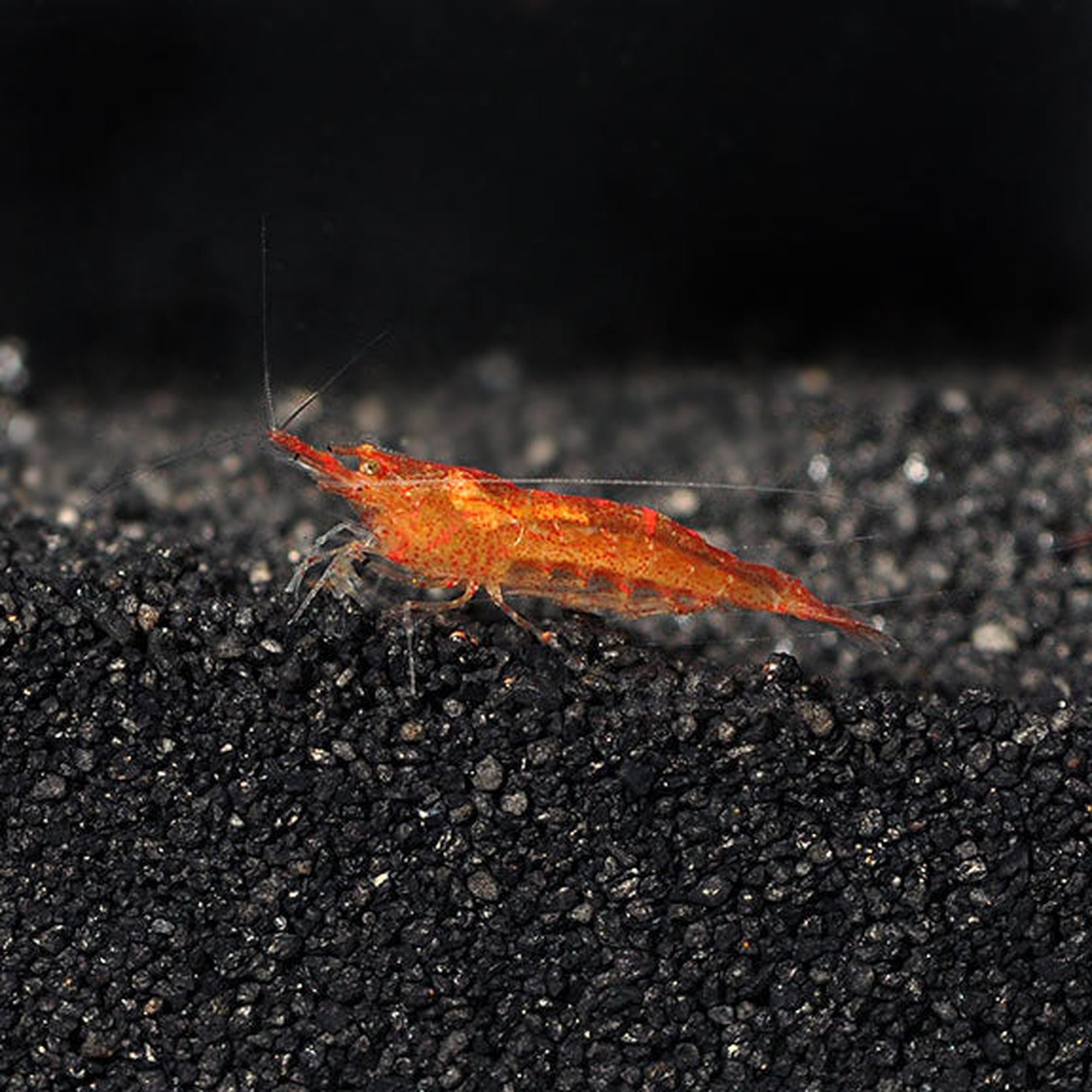 Mandarin Orange Shrimp