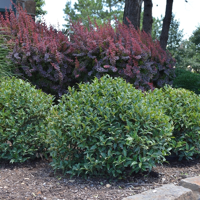 Nellie R Stevens Holly 7 Gal