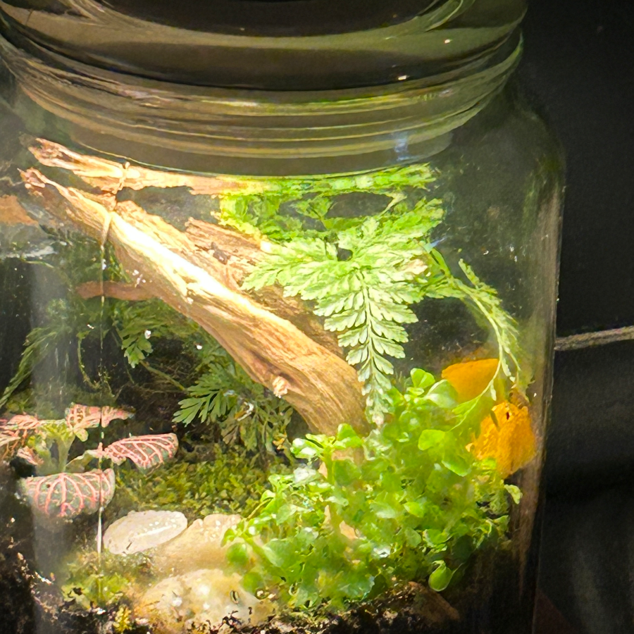 Terrarium Party - October 24th