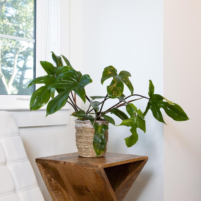 Philodendron Golden Goddess 6"