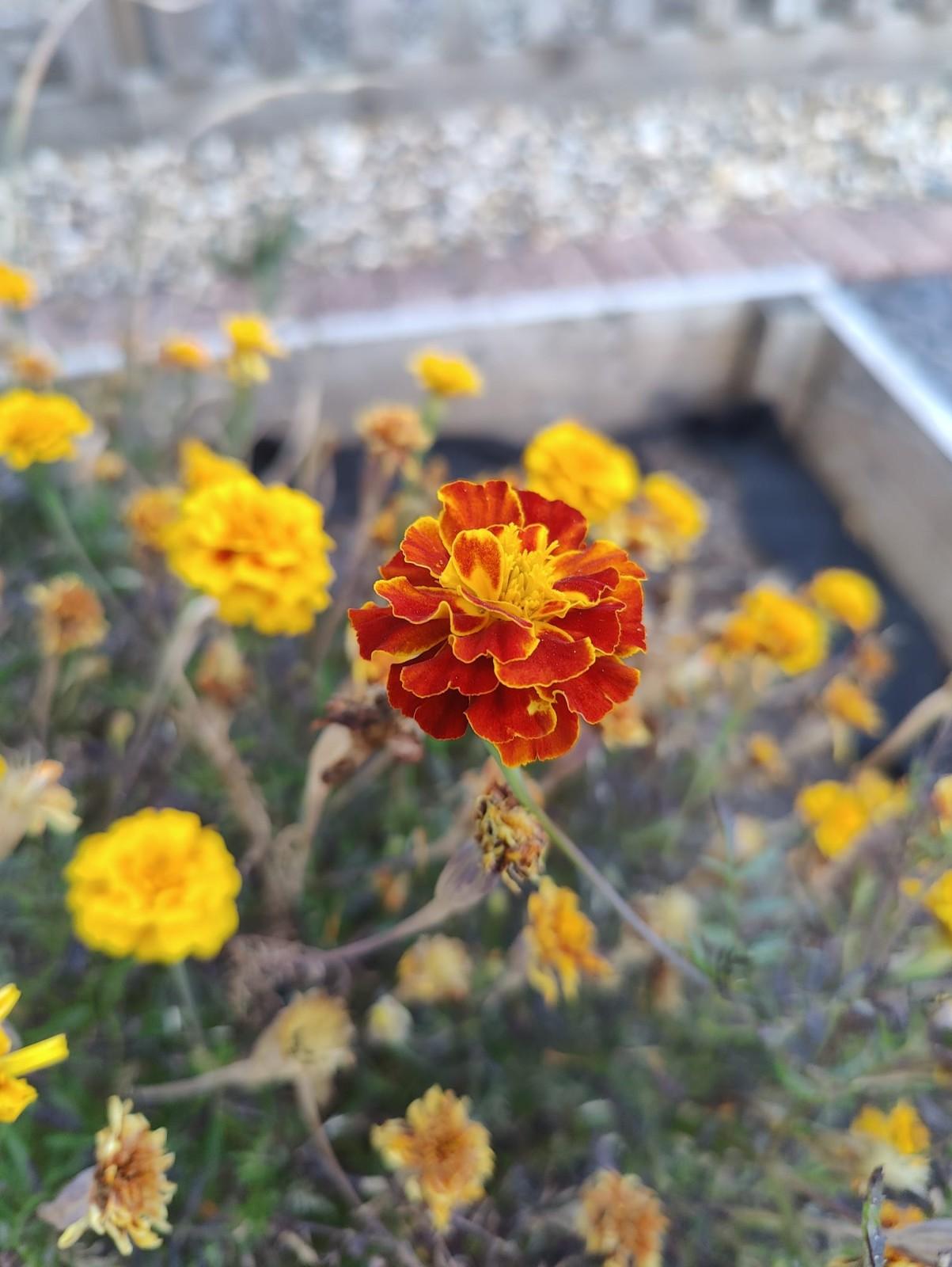 1g/400x Dwarf French Marigold Bonita Mix Seeds -Tagetes Double Flower - Annual