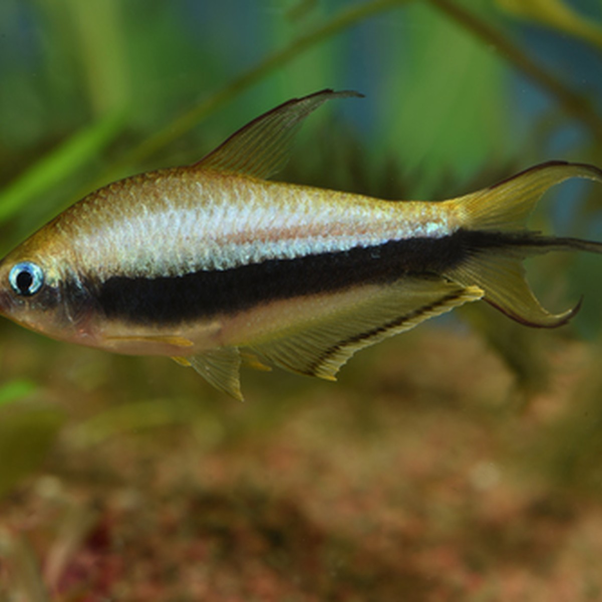Emperor Tetra